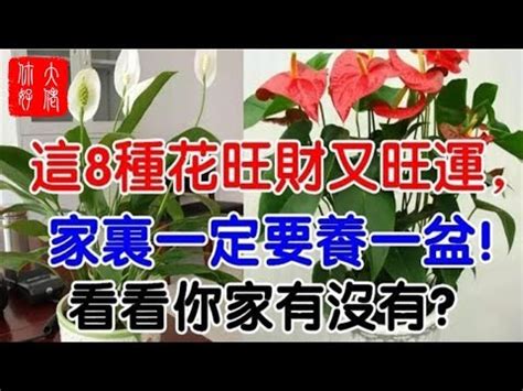 粉掌風水|【粉掌風水】粉掌風水：寓意、功效、最佳擺放，與紅掌哪個好？。